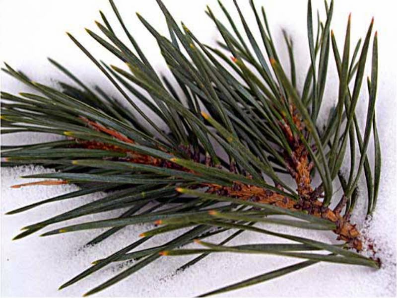 Your home medicine help . Home Remedies For You Medicinal properties