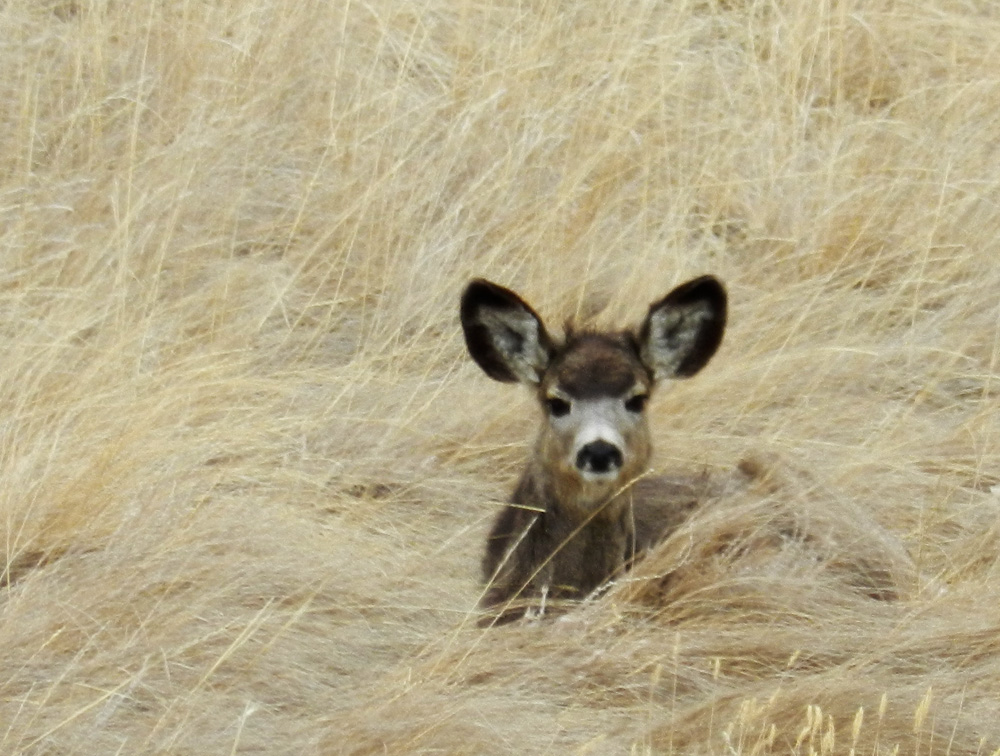 Elfshot Mule Deer and Pronghorn Antelope