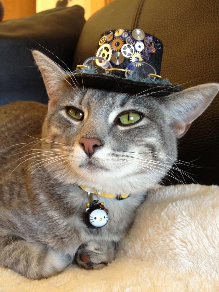 Steampunk cats | Rassel una gata de biblioteca