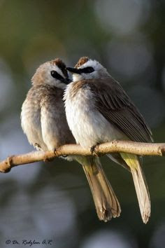 Download 64 Foto Gambar Burung Trucukan Paling Unik Gambar