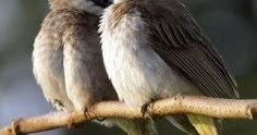 40++ Suara burung trucukan betina terbaru