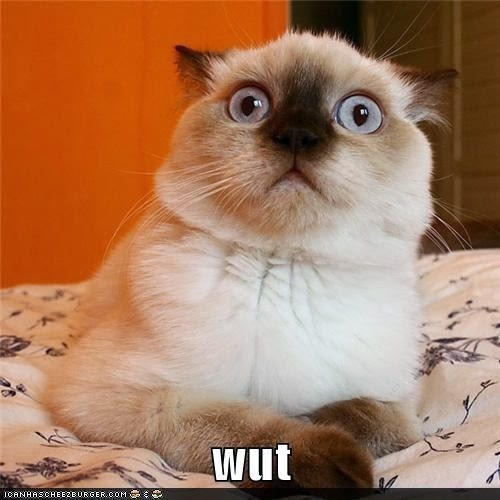 That S What She Said Cat That S What She Said Cat