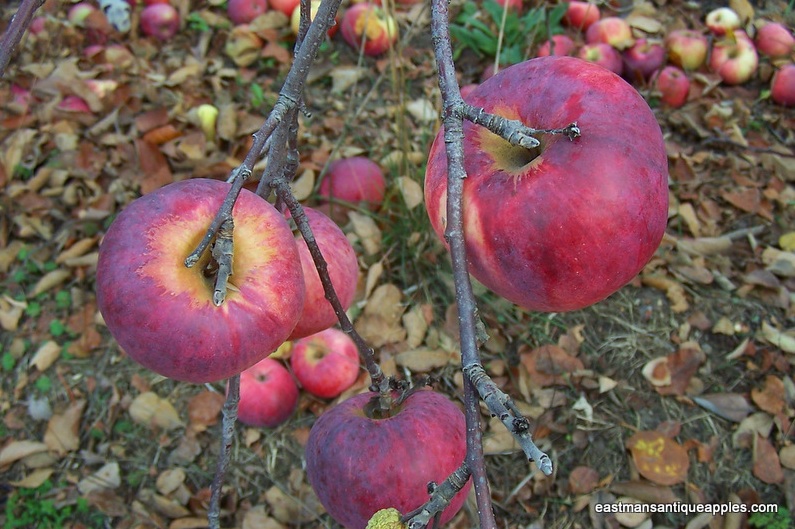 Art Meets Earth ISLAND holds fruit tree grafting