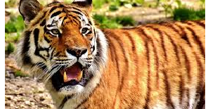 10 Lines on Tiger in Hindi - Short essay in Hindi