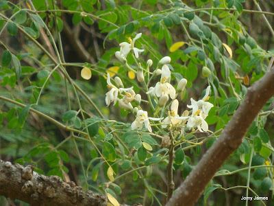 Moringa