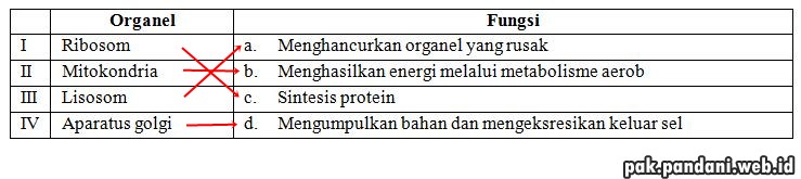 Berikut ini pasangan organel dan fungsinya yang tepat adalah