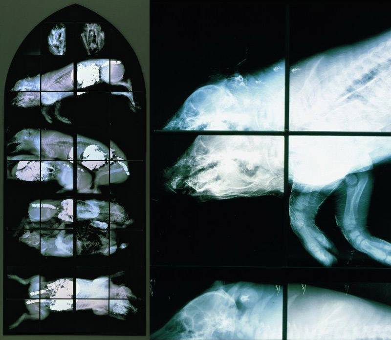 radiography and stained glass