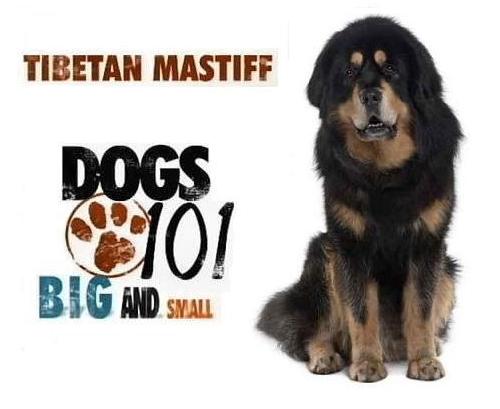 Dogs 101 - Tibetan Mastiff - Animal Planet Documentary ...