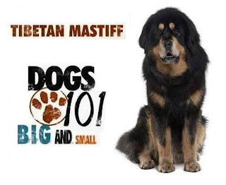 Dogs 10, Tibetan Mastiff Videos, Animal Planet Documentary