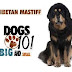 Dogs 101 - Tibetan Mastiff - Animal Planet Documentary ...