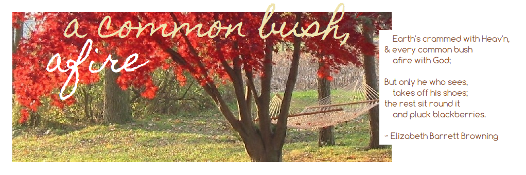 a common bush, afire