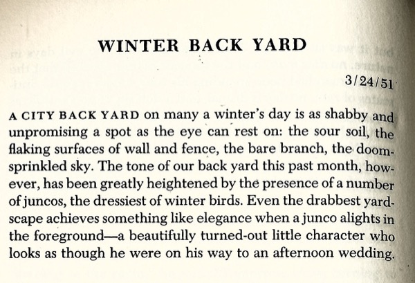 The Last Leaf Gardener March 2019