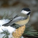 Chicadee Home Nest