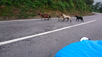 Several goats cross the road in front of travelers on motorcycles on Ho Chi Minh Highway, Vietnam.