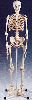 Berapakah jumlah tulang dalam tubuh manusia?