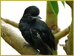 umbrellabird wattled female wattle feather don