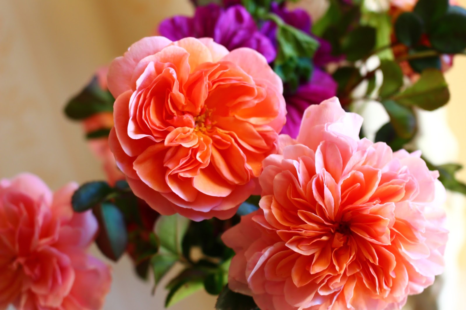 Roses Du Jardin Cheneland Dans Un Vase Somptueux
