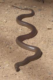 Ular Eastern Brown Snake Mematikan