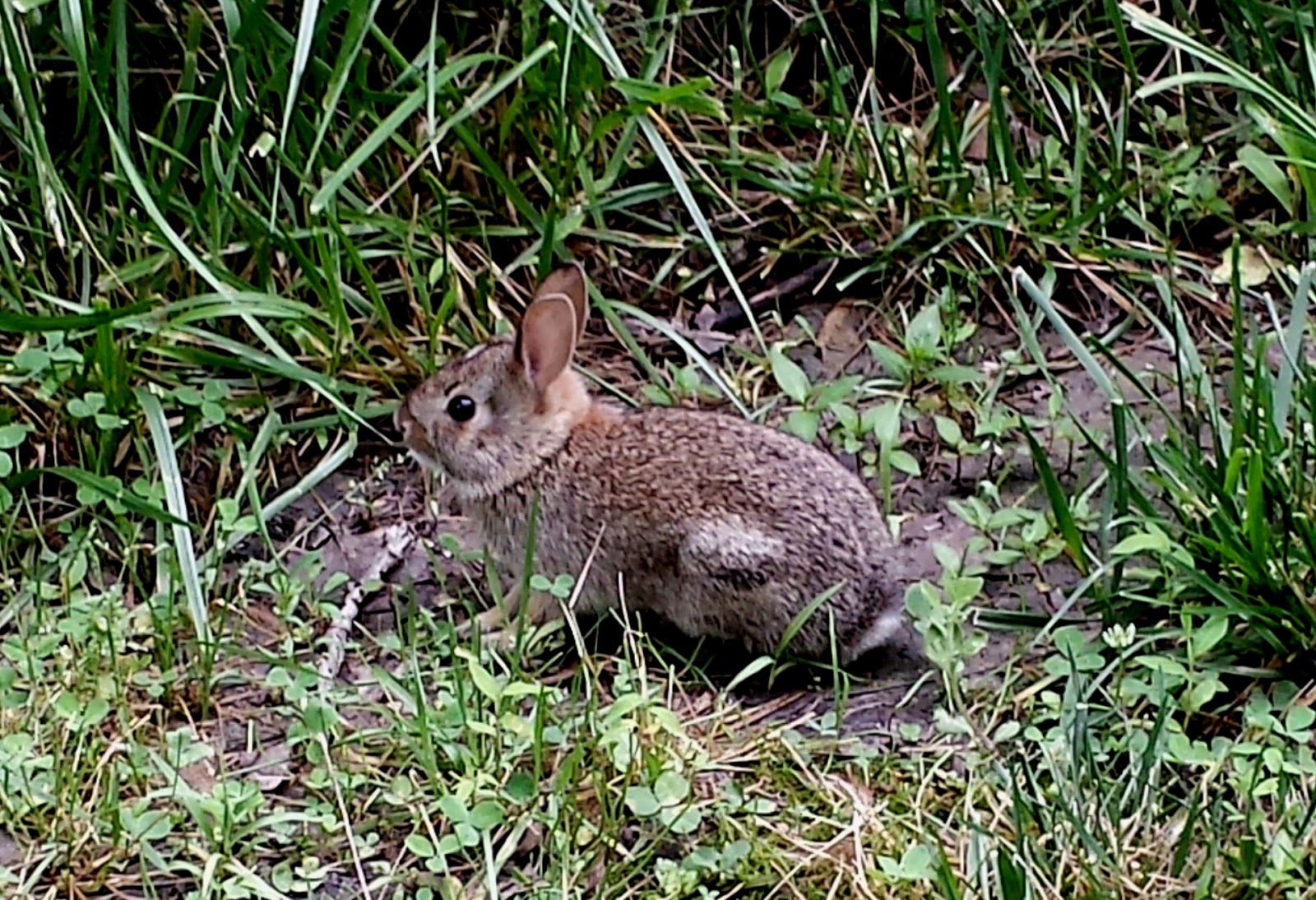 Divinebunbun's Rugged Rural Missouri Talk to the Animals