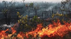 Amazonas quemado: consecuencias.