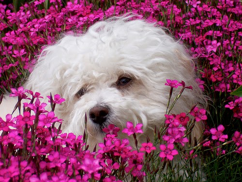 Everything about your Havanese