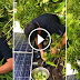 WATCH: Richard Gomez Harvested Indian Mangoes On Their Roof While His Wife Lucy Was Away!