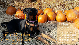 october 2016 desktop calendar doberman dog