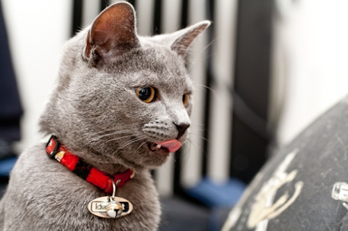 Cats Health Tips: Pay Attention to Your Cat's Stuff! Cats Health Tips: Pay Attention to Your Cat's Stuff!