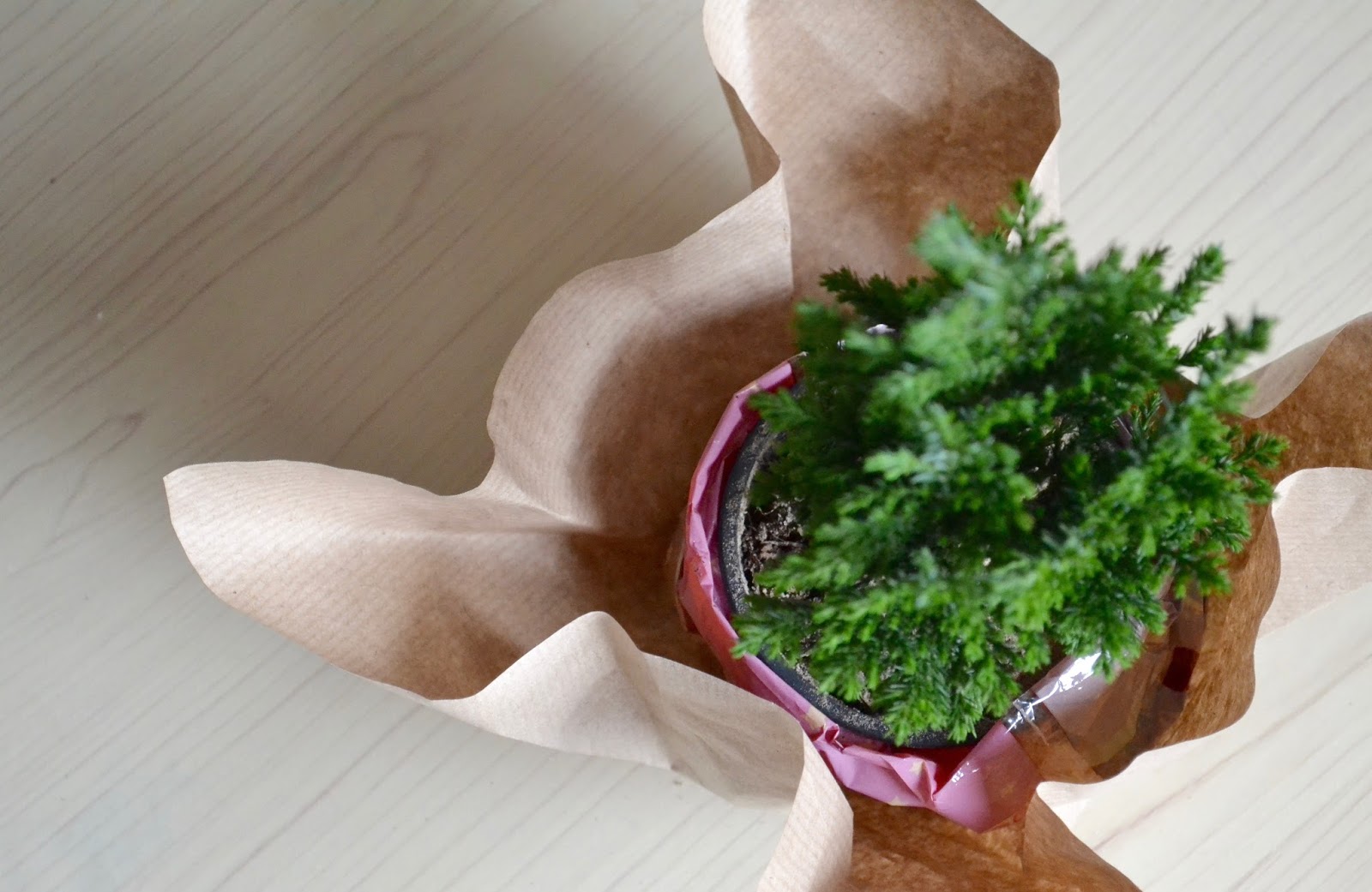 DIY Christmas Last Minute Plant Gift Wrap Idea The Things She Makes