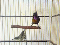 Trik Memilih Kolibri NInja(konin) Usia Trotolan/Bakalan Trik Memilih Kolibri NInja(konin) Usia Trotolan/Bakalan