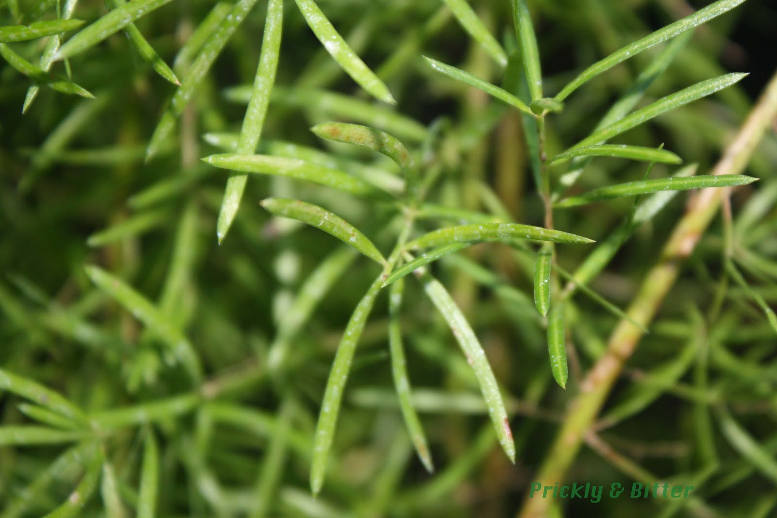Prickly and Bitter The denseleaved asparagus