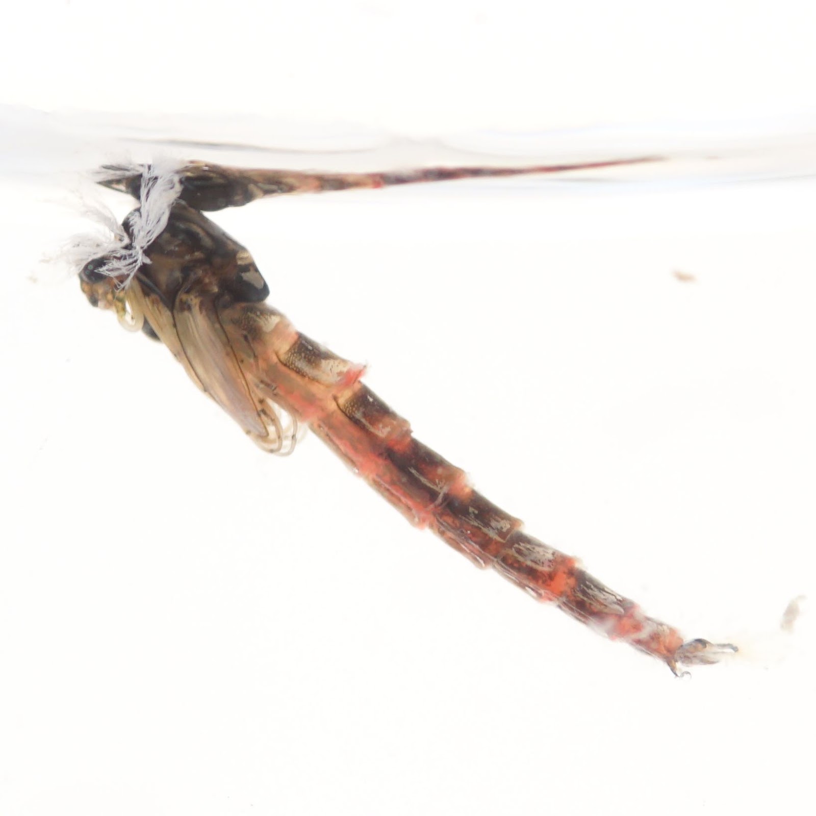 Early Season Chironomid Fishing Tips Fly Fish Food Fly Tying and