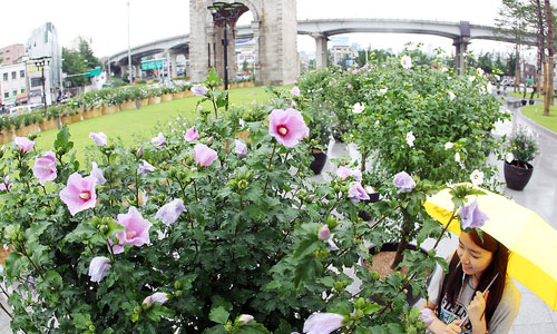 Bunga Mawar Sharon Bunga Nasional Korea yang tengah mekar