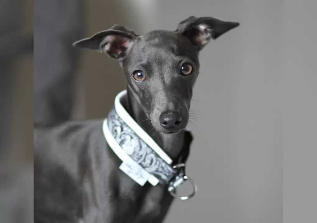 10 Amazing Short Haired Dog Breeds The Buzz Land