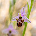 OPHRYS SCOLOPAX