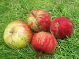 Needle felted apples