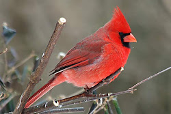 cardinal bird birds cardinals robin wild flying animal ohio northern pretty state pc wallpapers snow type