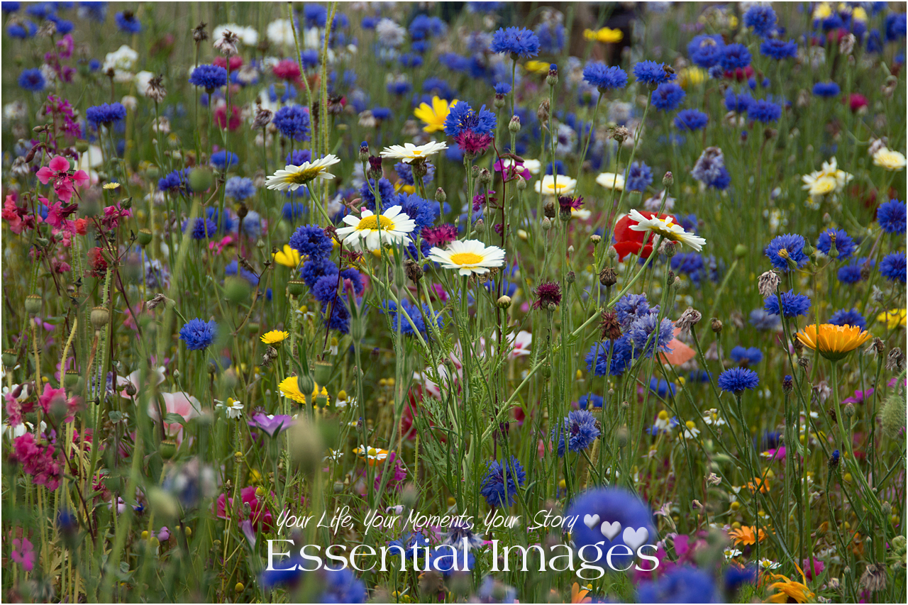 How to Grow Your Own Meadow