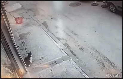 Funny Cat GIF • Street Cat in action. "Pay attention to me human". SLAP Owned haha. "Pet me, now"