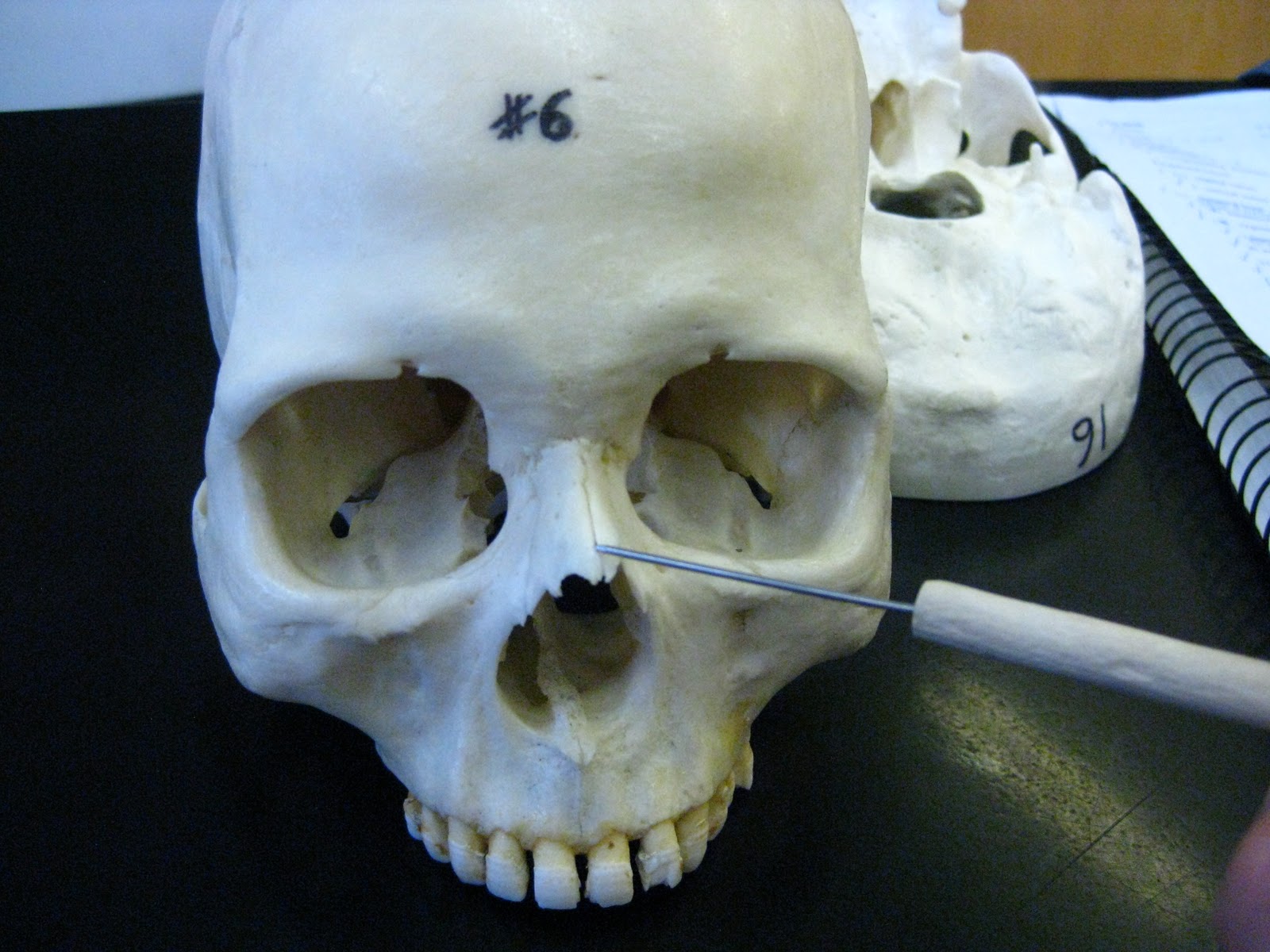 Boned: Human Skull - nasal bone