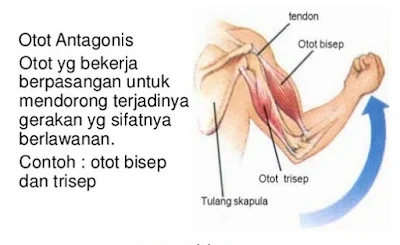 Gerak berlawanan (antagonis) pada otot - berbagaireviews.com