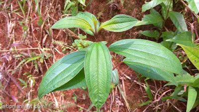 Manfaat Daun Harendong Bagi Kesehatan, Yuk Intip Disini !  Daun senggani atau kalau orang sunda menyebutnya daun harendong ternyata memiliki khasiat  Manfaat Daun Harendong Bagi Kesehatan, Yuk Intip Disini !