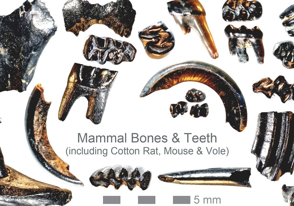 Paleontology In Florida Fossils In Florida