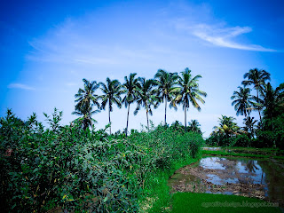 Agricultural Land Scenery With Pigeon Pea Plants And Coconut Trees At Ringdikit Village, North Bali, Indonesia