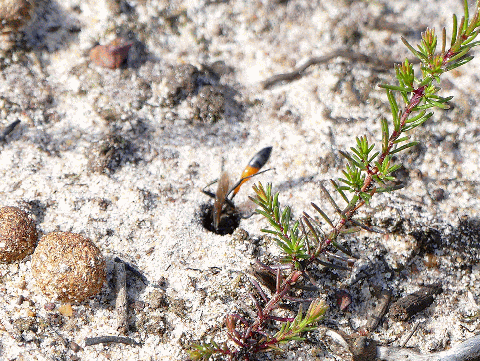 Peter Lovett's ramblings Sand wasp, Ammophila sabulosa a Digger wasp