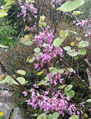 Spring blossom Cercis siliquastrum Green Fingered Blog