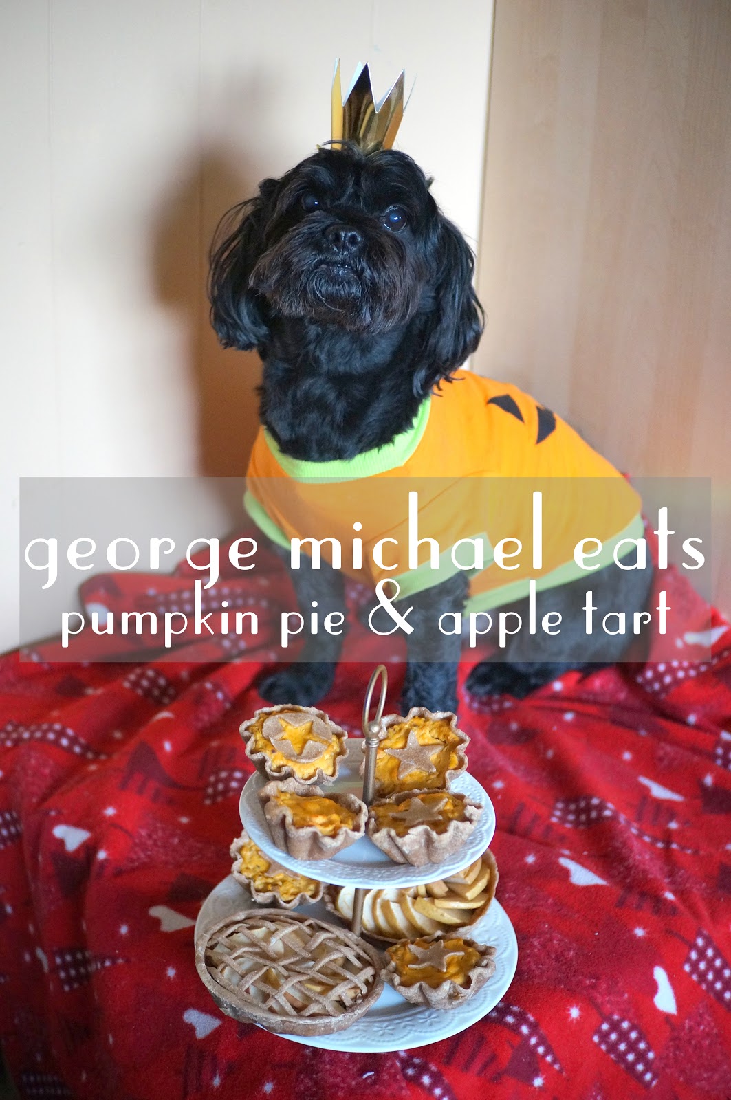 dog ate pumpkin pie