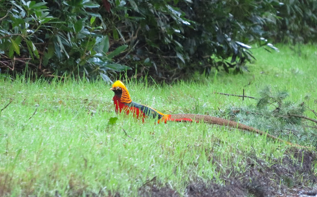 Golden Pheasant - Wolferton Triangle, Norfolk