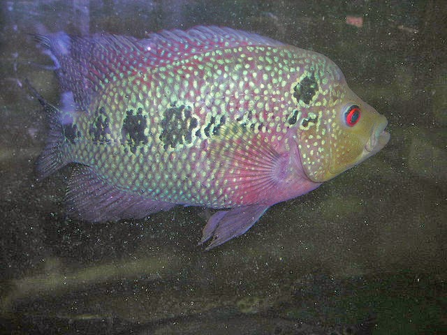 jual ikan louhan jual ikan louhan