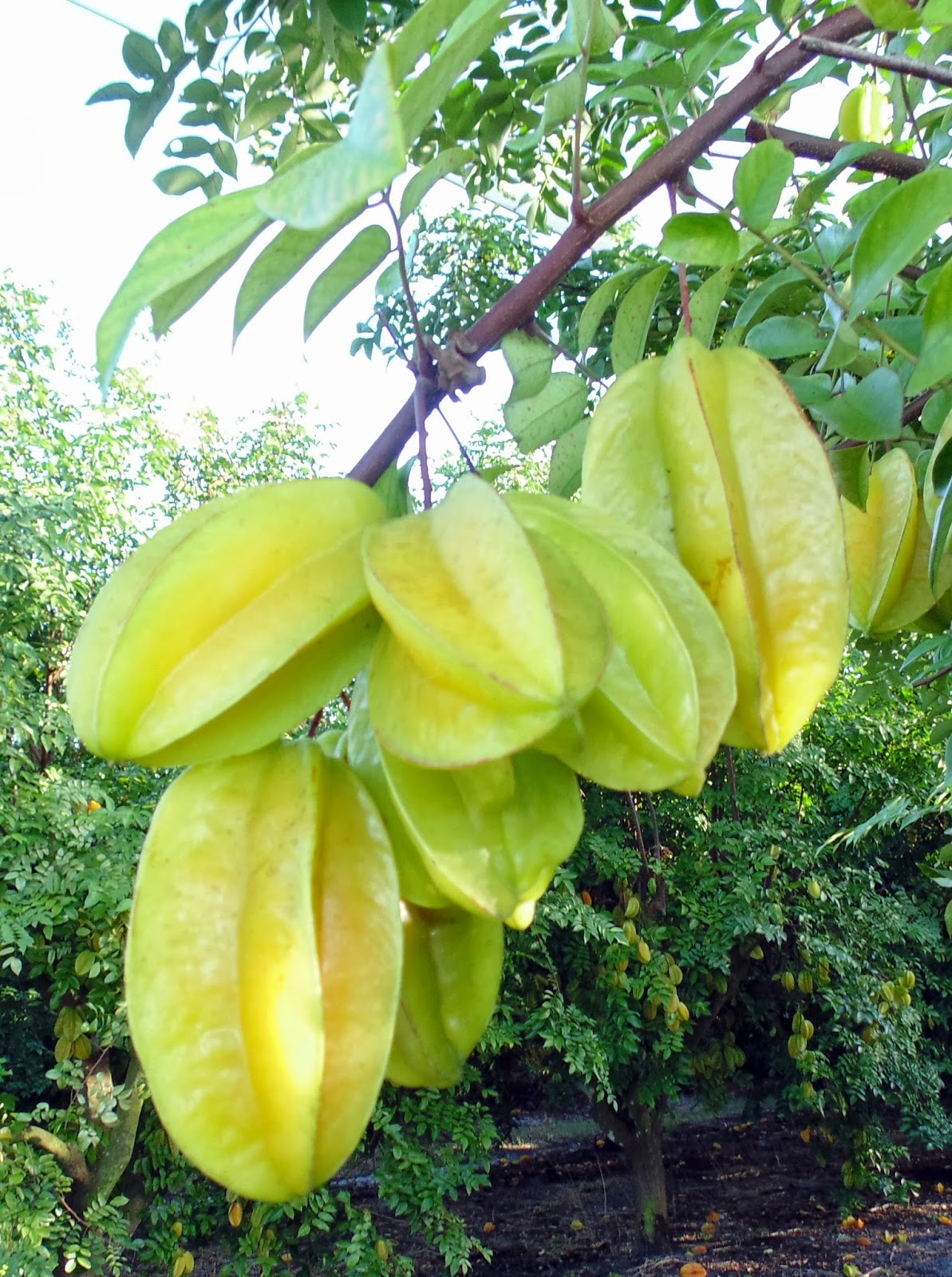 Pine Island, Florida Winter Fruit Growing on Pine Island,FL